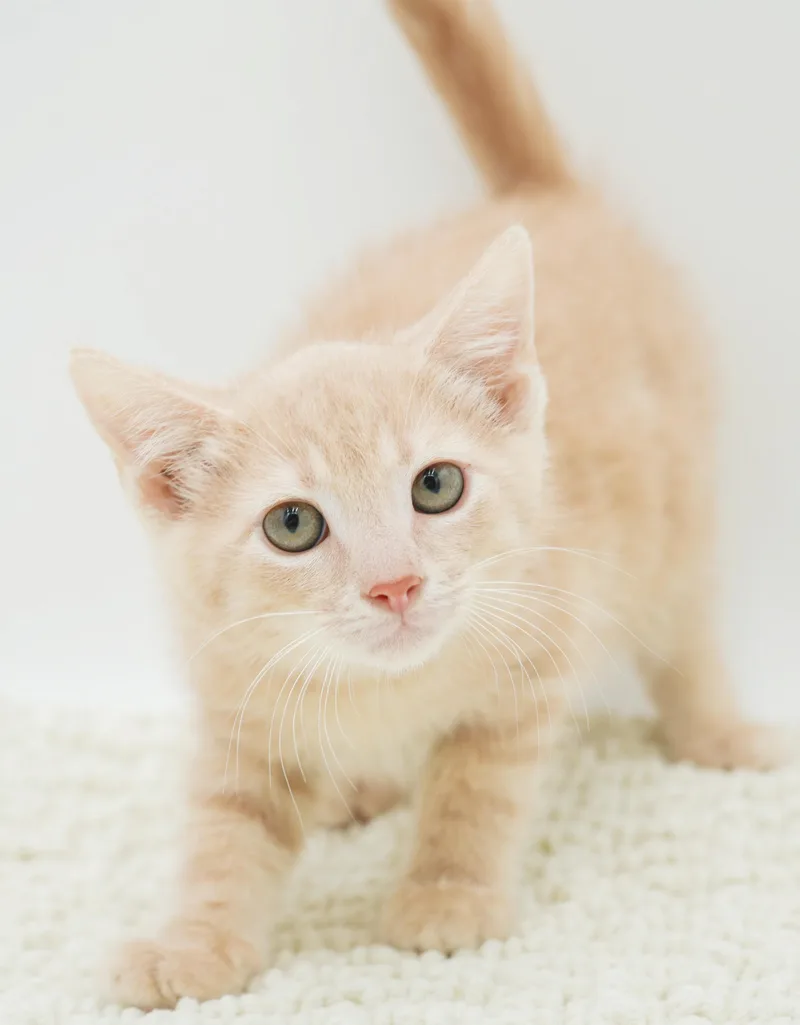 Zen is the purrfect thumbnail 4