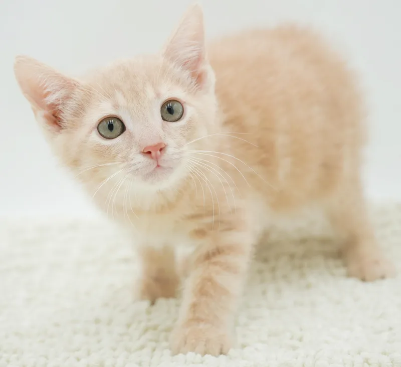 Zen is the purrfect thumbnail 5