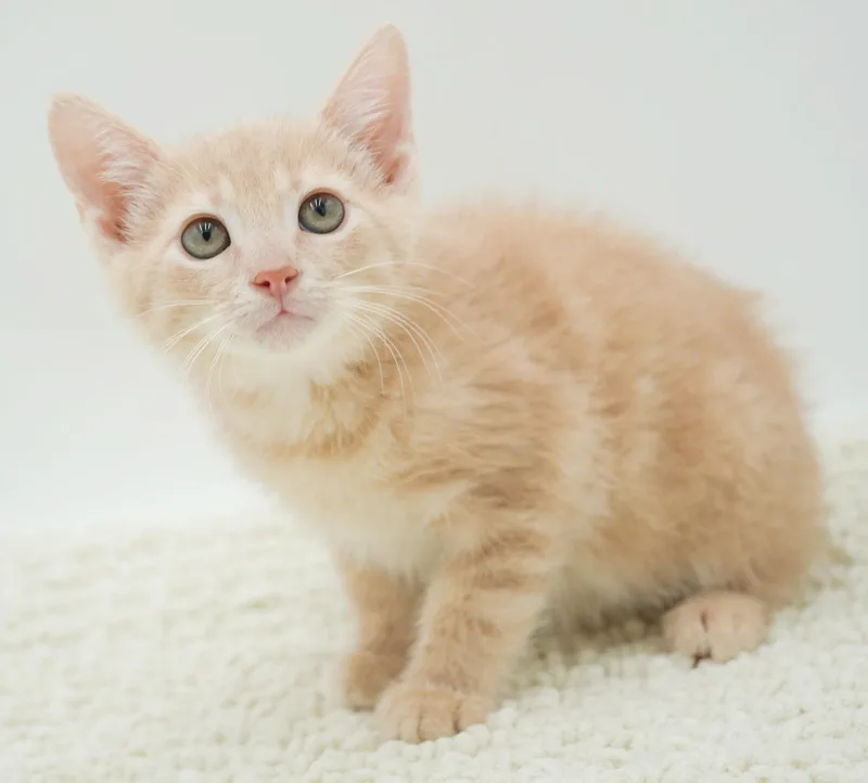 Zen is the purrfect thumbnail 6