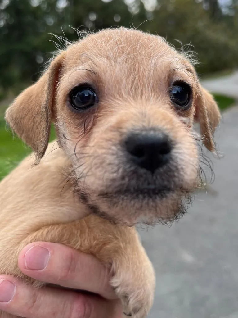 A baby small-sized male Border Terrier dog named Diamond Leo for adoption in Thompson Falls, MT