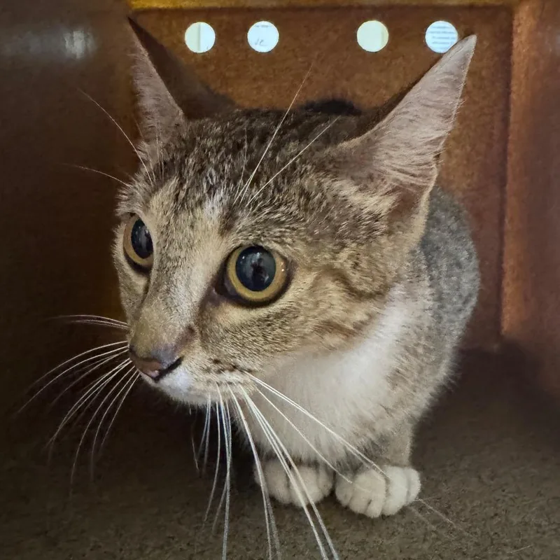 An adult medium-sized female Gray / Blue / Silver Domestic Short Hair cat named Gracie for adoption in Birmingham, AL