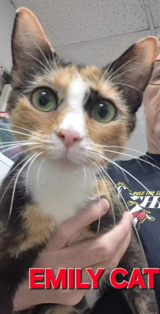 A young medium-sized female Domestic Short Hair cat named Emily Cat for adoption in Rome, GA