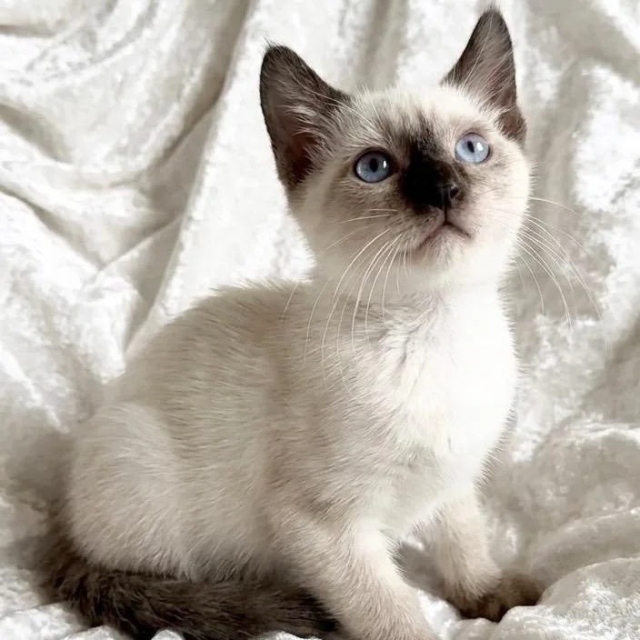 A baby small-sized male Siamese cat named Tofu for adoption in Miami, FL