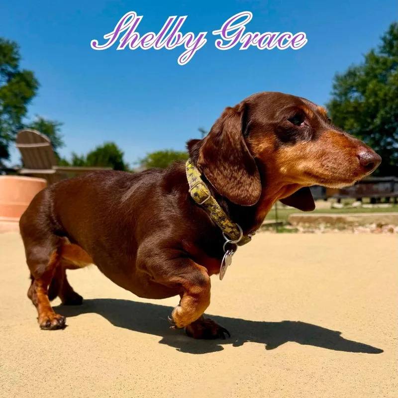 Shelby Grace thumbnail 2