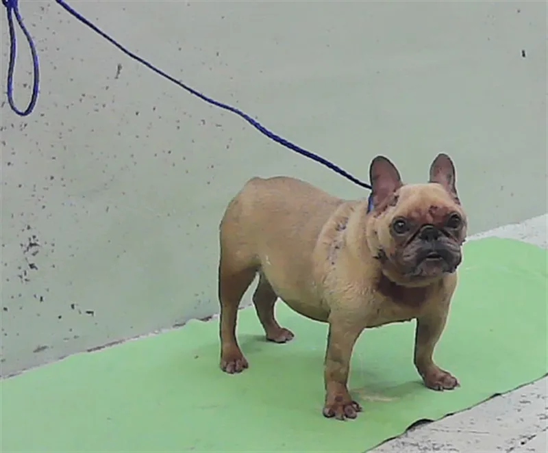An adult small-sized male French Bulldog dog named Astro for adoption in Houston, TX
