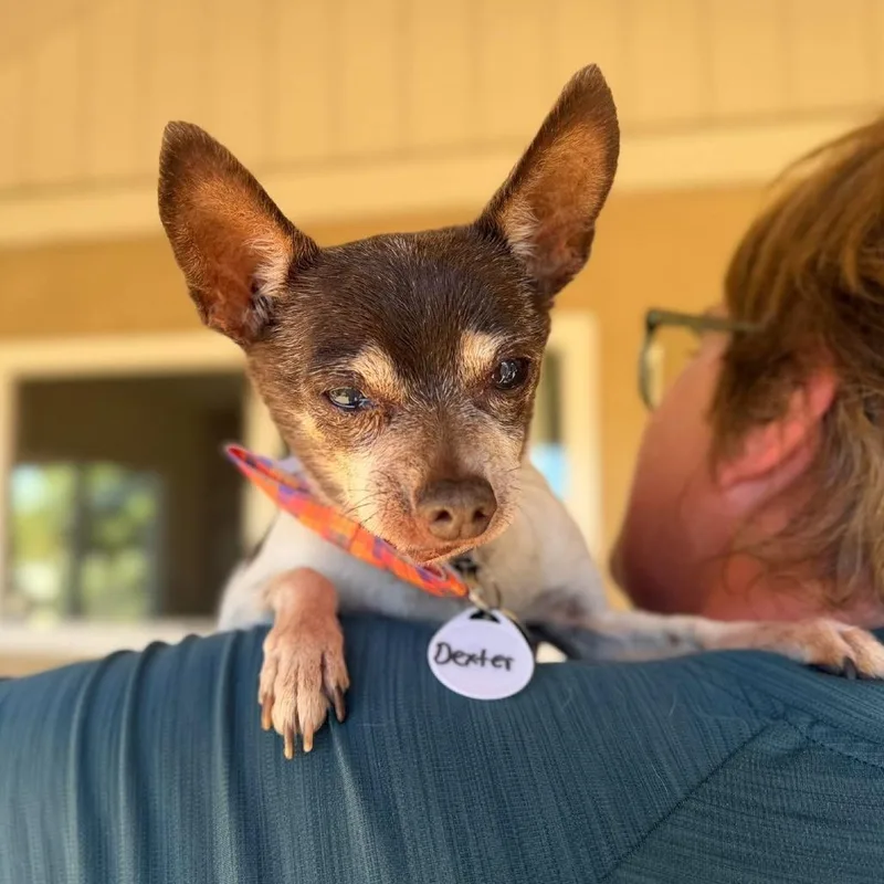 A senior small-sized male White / Cream Chihuahua dog named Dexter for adoption in Ramona, CA