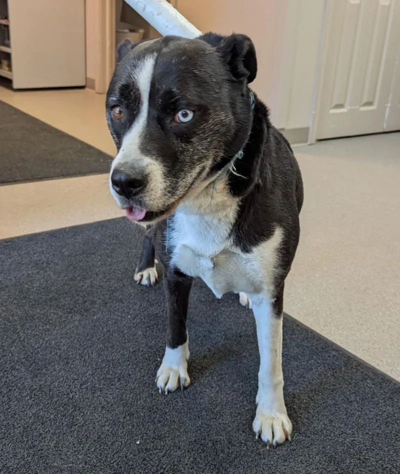Indi
