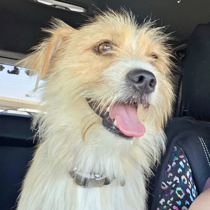 An adult small-sized male Yellow / Tan / Blond / Fawn Terrier dog named Wally for adoption in Oxford, ME
