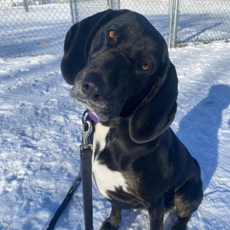 An adult medium-sized female Black Plott Hound dog named Mochi for adoption in East Smithfield , PA