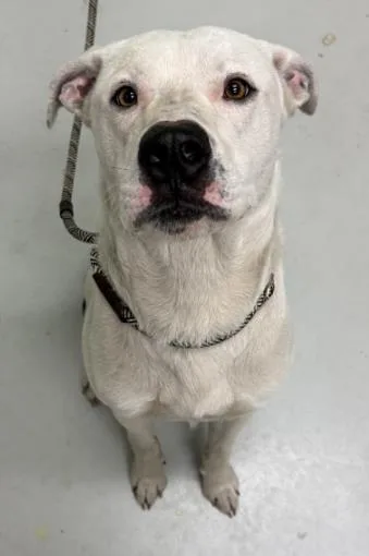 An adult large-sized male Mixed Breed dog named George for adoption in Savannah, GA