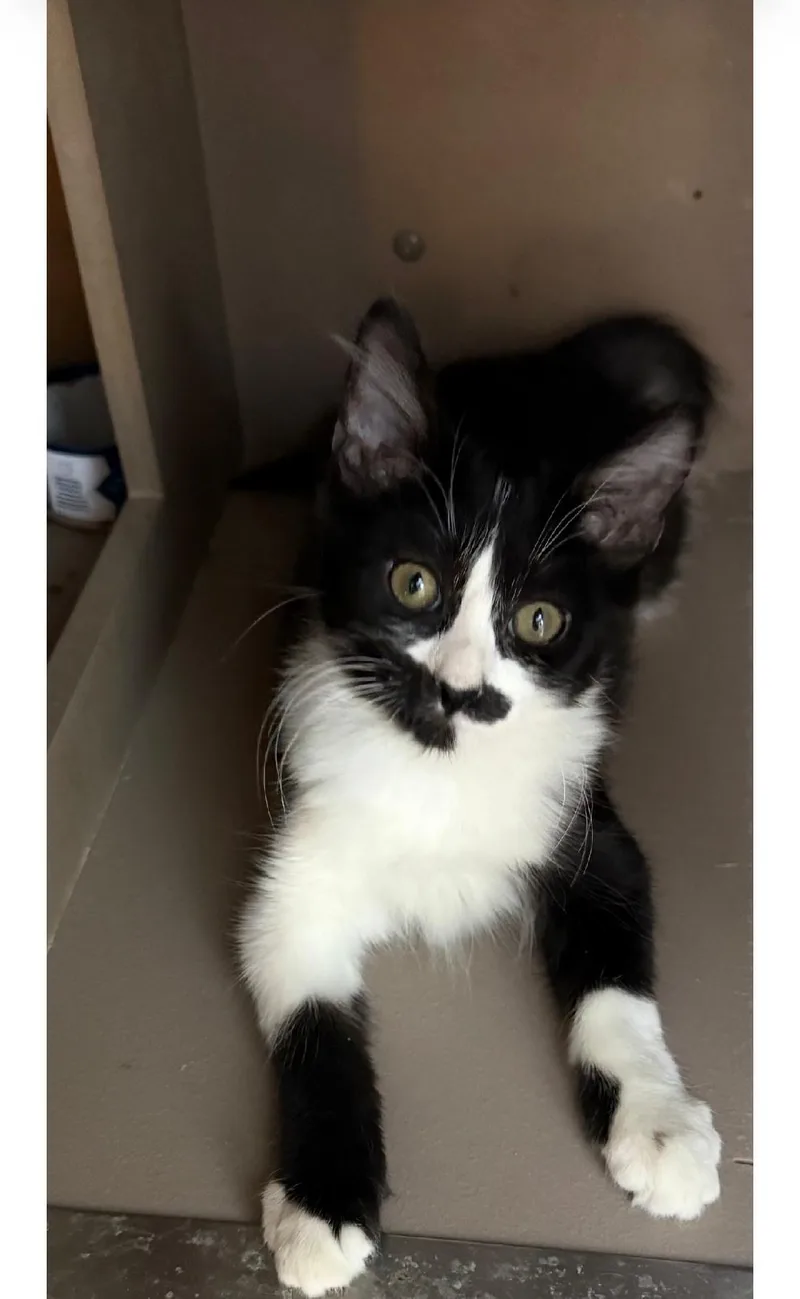 A baby medium-sized female Black & White / Tuxedo Domestic Medium Hair cat named Fee Fee for adoption in Sedalia, CO