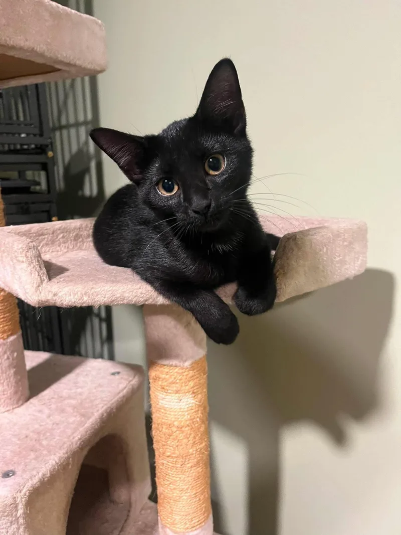 Ebony