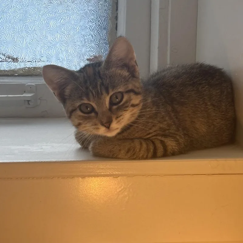 A baby small-sized female Brown / Chocolate Domestic Short Hair cat named Chai for adoption in West Des Moines, IA