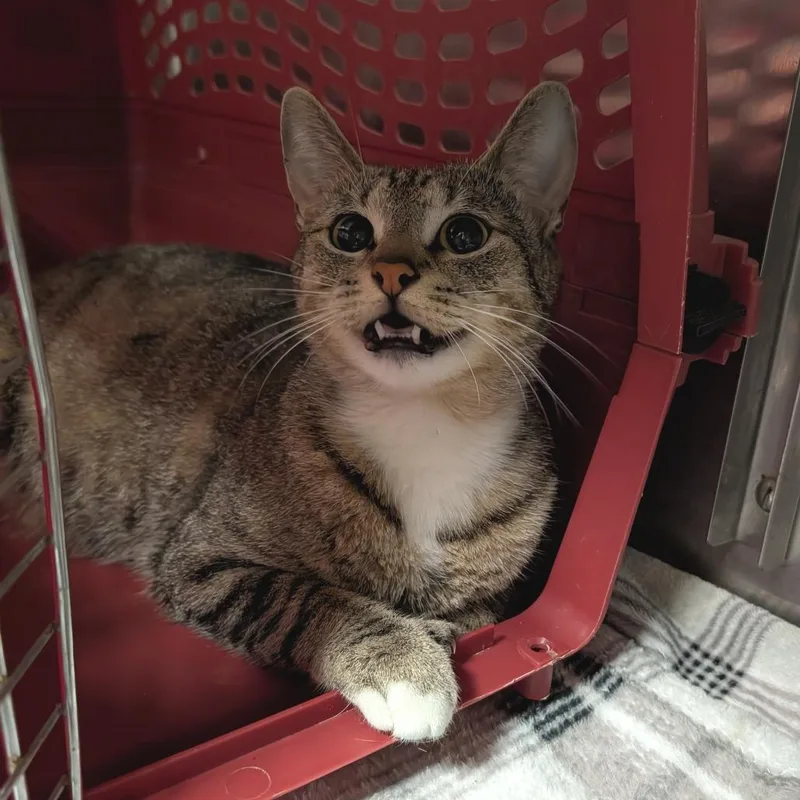 An adult medium-sized female Brown / Chocolate Domestic Short Hair cat named Baked Potato for adoption in Titusville, FL