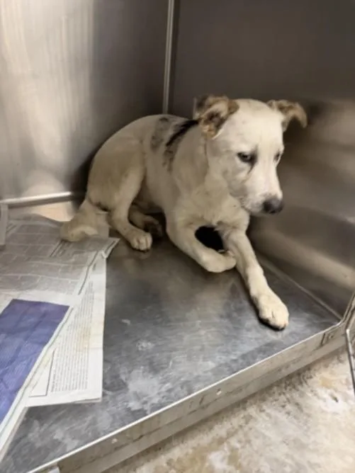 A young small-sized male Australian Cattle Dog / Blue Heeler dog named Twinkie for adoption in Van Nuys, CA