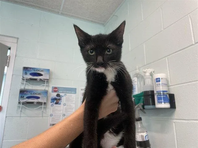 A baby small-sized female Domestic Short Hair cat named Zookeeper for adoption in Tavares, FL