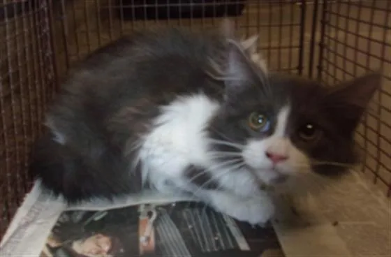 An adult small-sized male Domestic Long Hair cat named Mochi for adoption in Chatsworth, CA