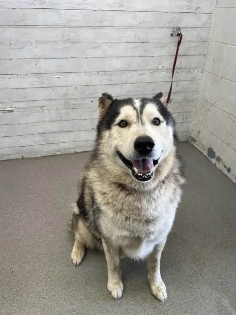 An adult large-sized male Siberian Husky dog named Dakota for adoption in San Bernardino, CA