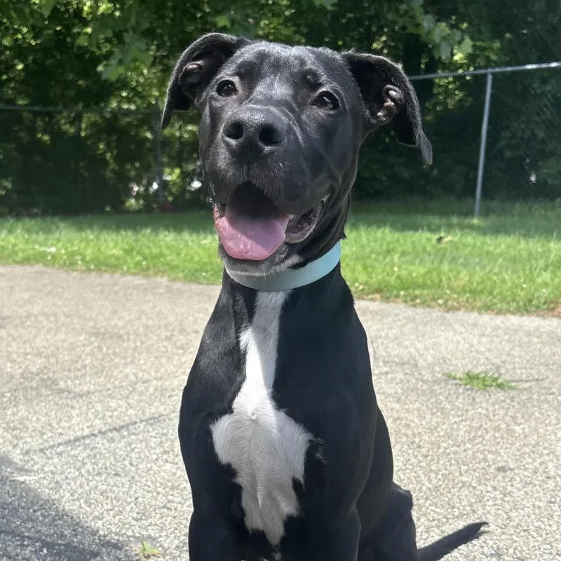 A young medium-sized female Black Labrador Retriever dog named Callie for adoption in Waynesburg, PA