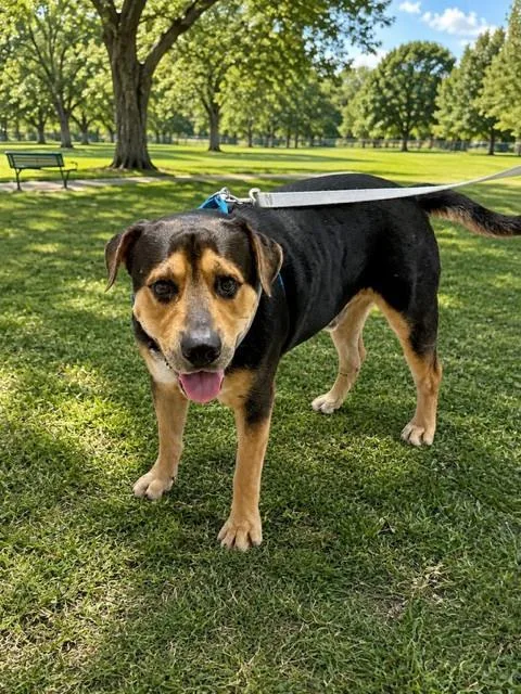 An adult extra large-sized male Terrier dog named Bug for adoption in Miami, FL