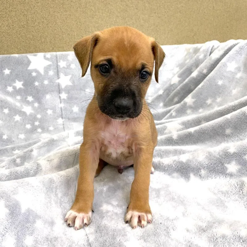 A baby medium-sized male Red / Chestnut / Orange Boxer dog named Percy for adoption in Monroe, GA