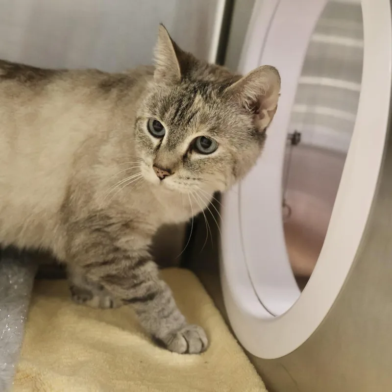 An adult medium-sized female Cream / Ivory Domestic Short Hair cat named Ashley for adoption in Briarcliff Manor, NY