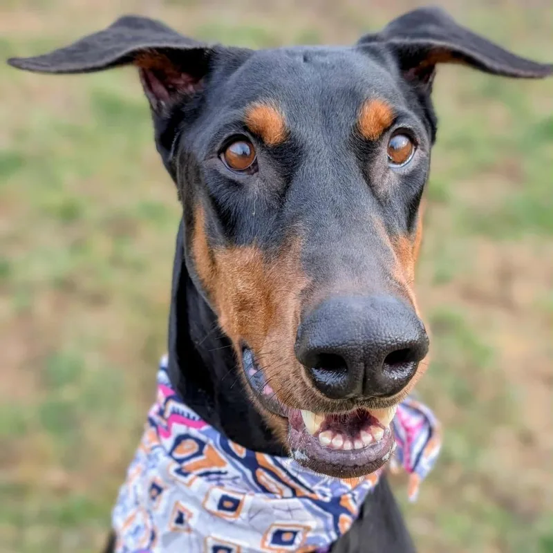 An adult large-sized female Black Doberman Pinscher dog named Paisley for adoption in Sandown, NH
