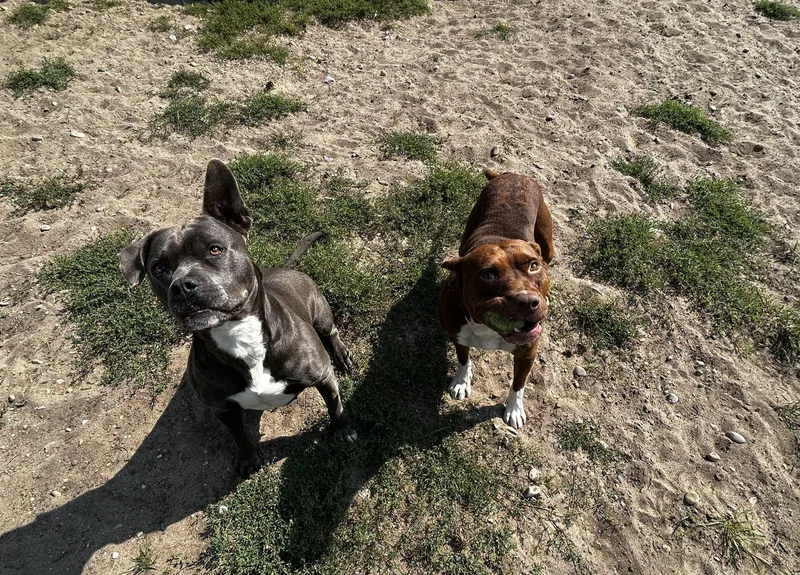 A senior medium-sized female Gray / Blue / Silver Staffordshire Bull Terrier dog named Sky & Good Boy for adoption in Bellaire, MI