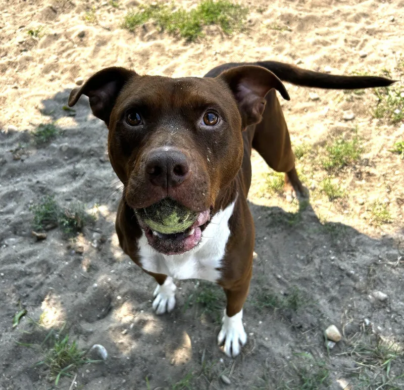 Sky & Good Boy thumbnail 3