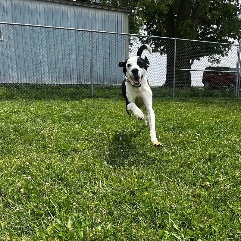 An adult extra large-sized female Black Great Dane dog named Viena for adoption in Attica, IN