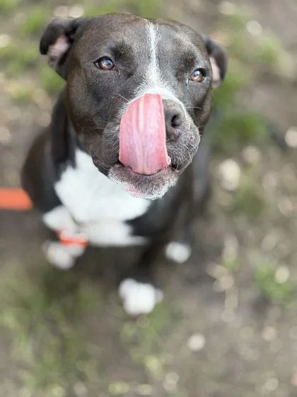A young large-sized female Black Mixed Breed dog named Nova for adoption in Fernandina Beach, FL