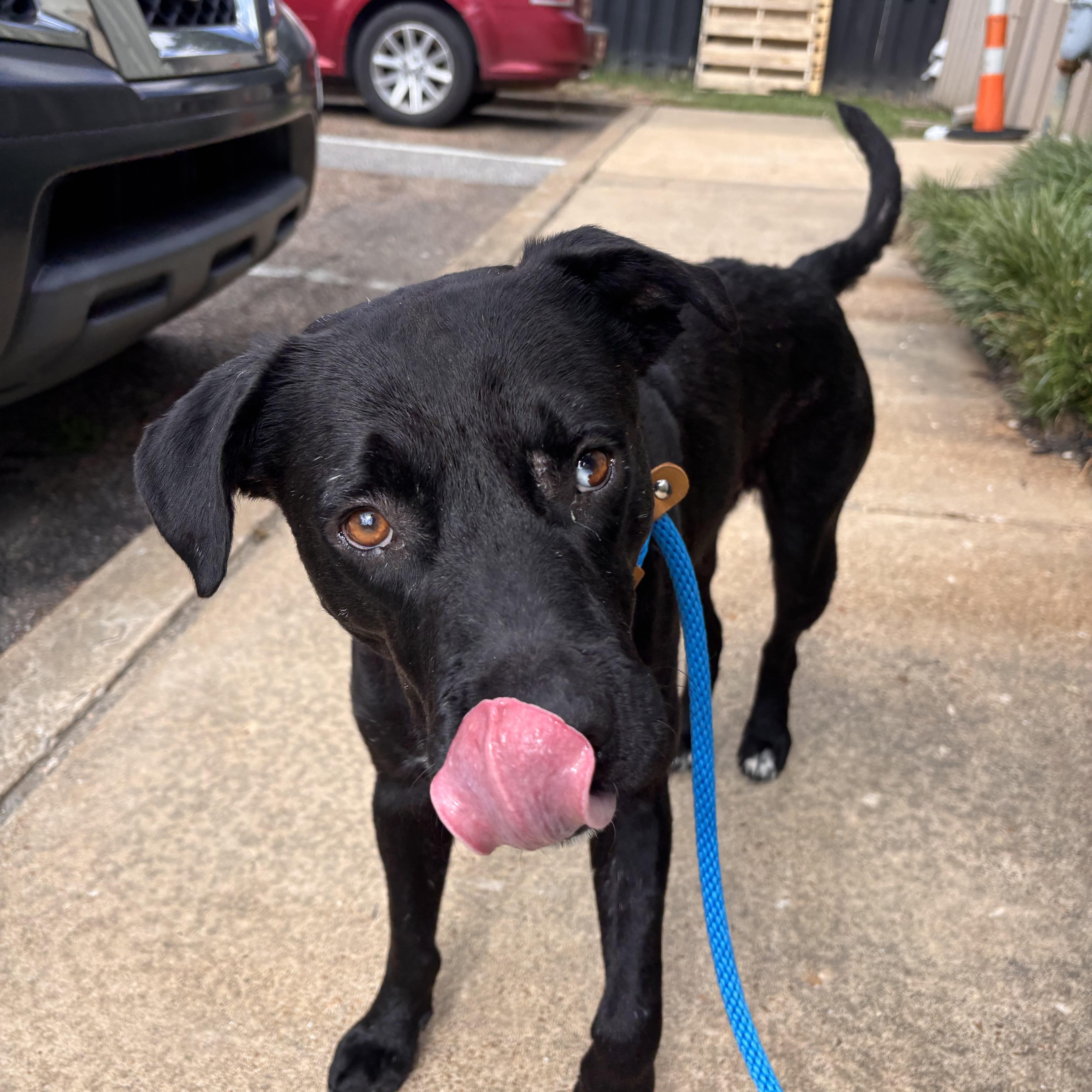 A young medium-sized male Black Labrador Retriever dog named Bradford for adoption in Collierville, TN