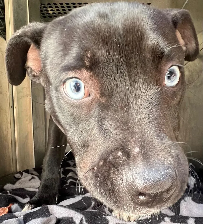A young small-sized female Mixed Breed dog named Mellow for adoption in Rome, GA