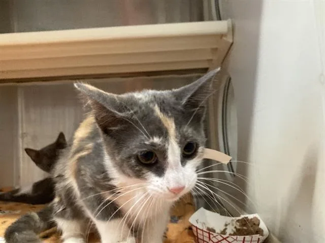 A baby small-sized female Domestic Short Hair cat named Cali for adoption in Tustin, CA