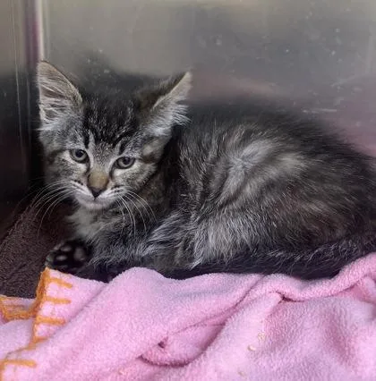A baby small-sized female Domestic Short Hair cat named Morrigan for adoption in Westland, MI