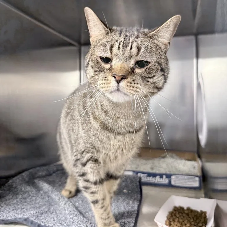 An adult large-sized male Brown / Chocolate Domestic Short Hair cat named Jake for adoption in New York, NY