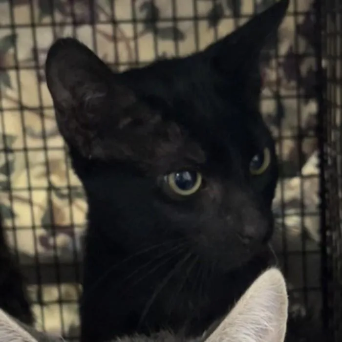 A baby small-sized male Domestic Short Hair cat named Sunshine for adoption in Los Angeles, CA