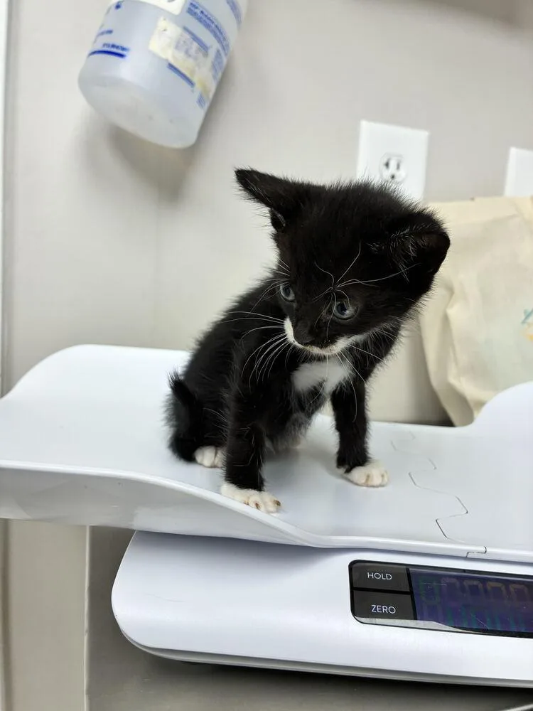 A baby small-sized male Black Domestic Short Hair cat named Hashbrown for adoption in Marietta, GA