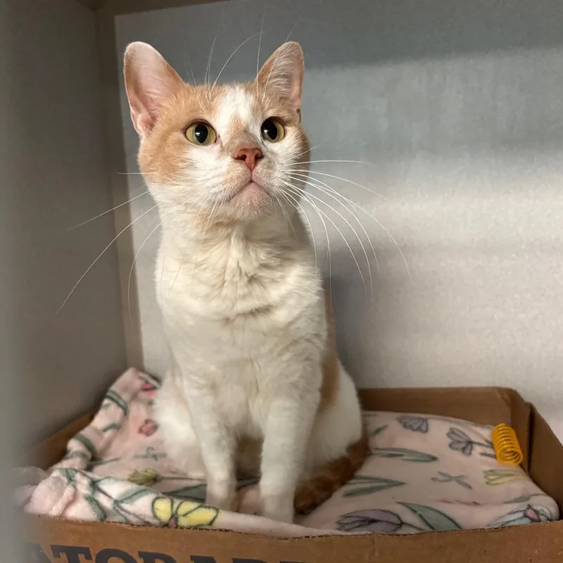An adult medium-sized male Orange / Red Domestic Short Hair cat named Perdix for adoption in Davenport, IA