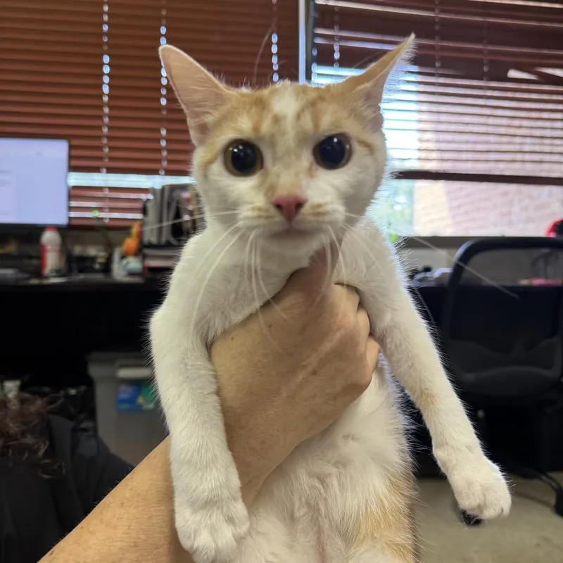 An adult medium-sized female White Domestic Short Hair cat named Geneva for adoption in Birmingham, AL