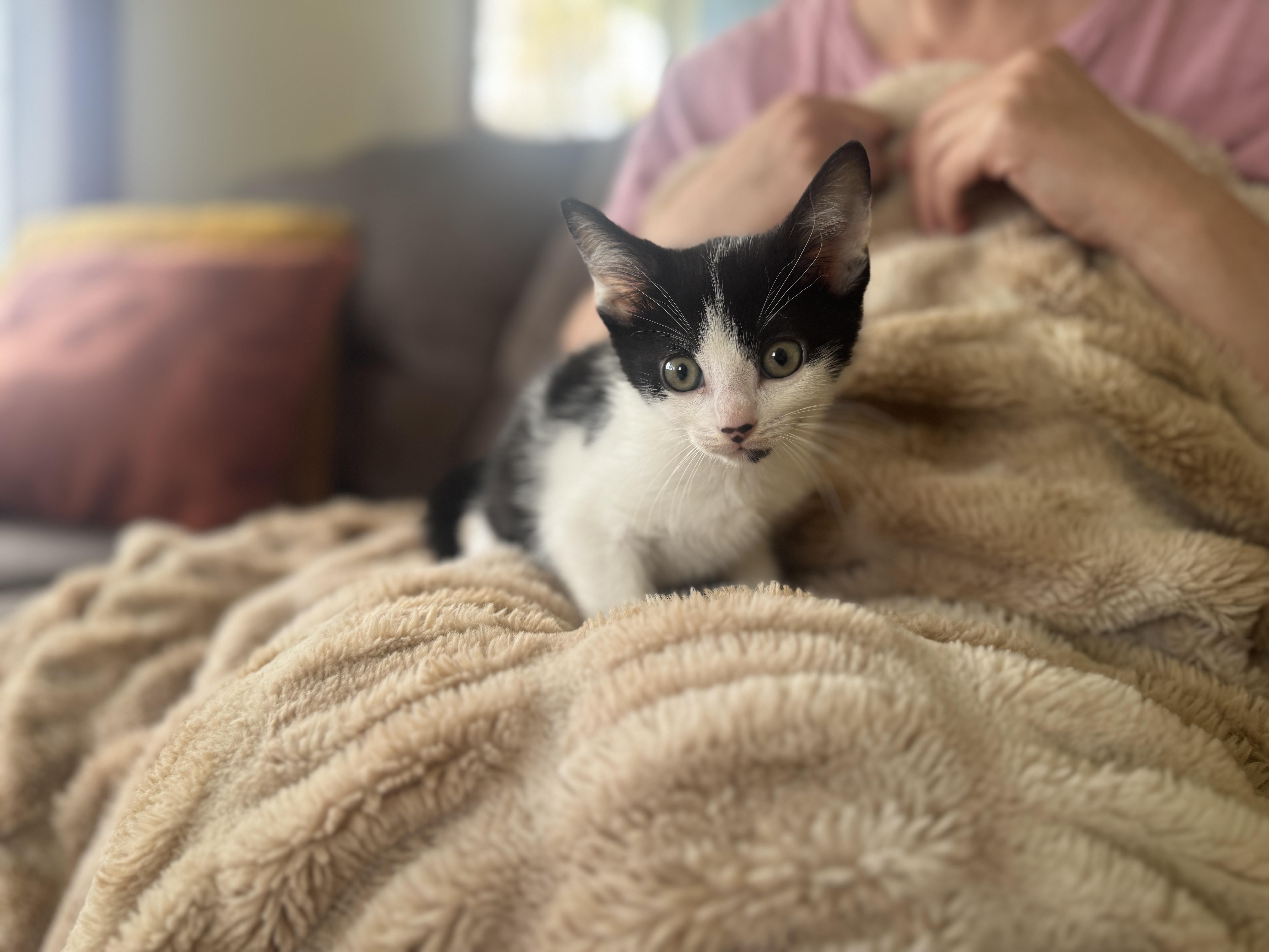 A baby small-sized male Black & White / Tuxedo Domestic Short Hair cat named Nordictransport for adoption in Gradyville, KY