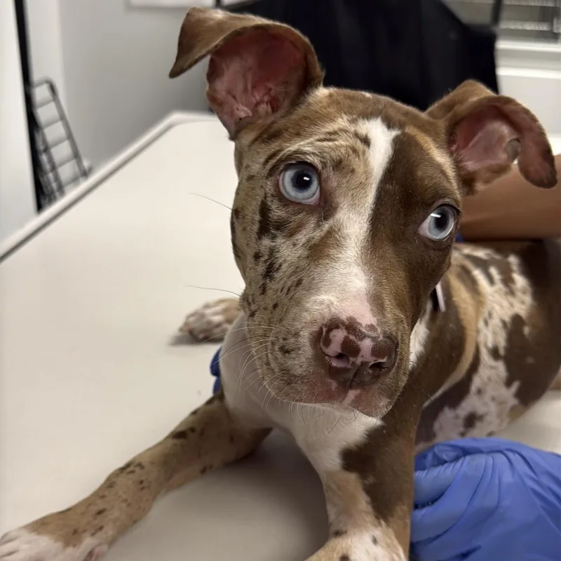 A young small-sized female Brown / Chocolate Mixed Breed dog named Cherokee A for adoption in Mission Hills, CA