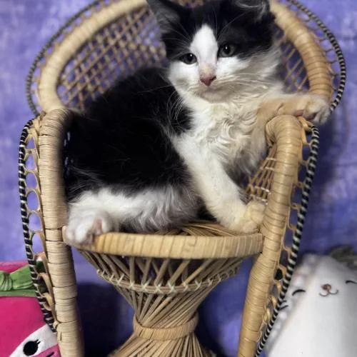 A baby small-sized male Domestic Medium Hair cat named Totenham Hotspur for adoption in Toms River, NJ