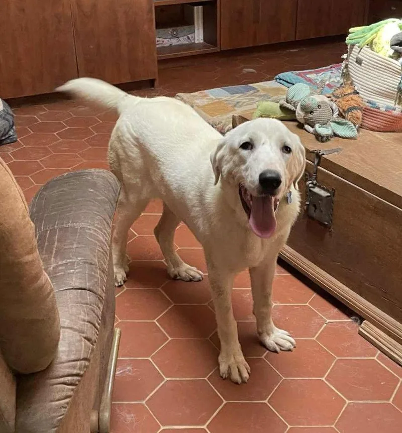 William Wallace thumbnail 2