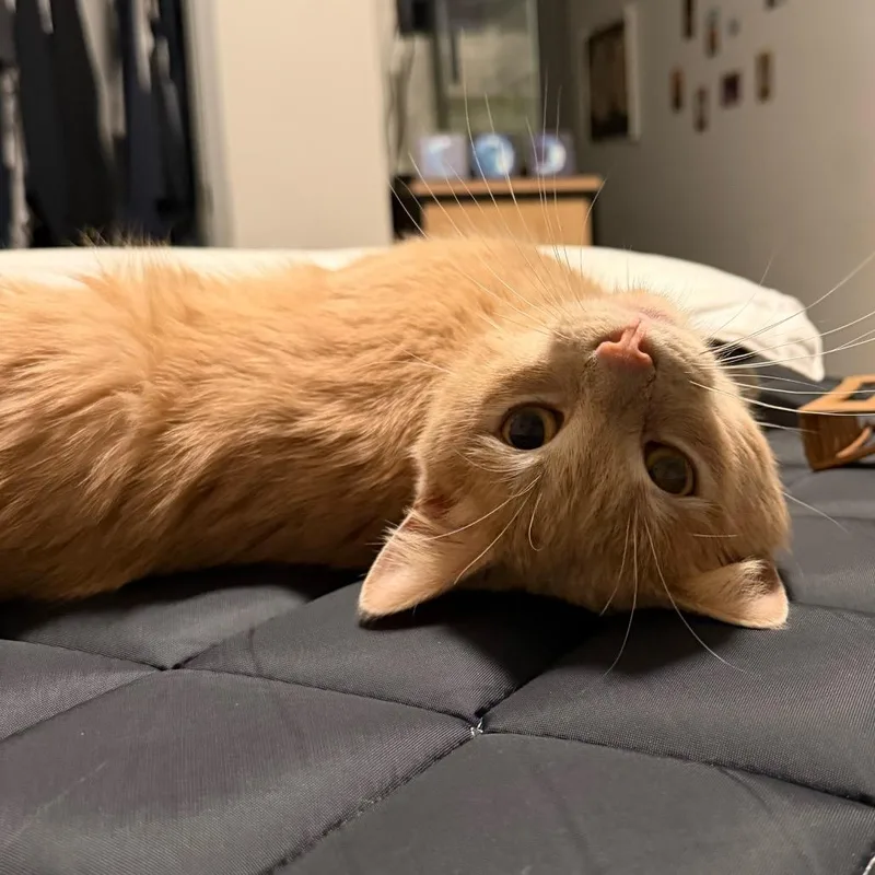 An adult medium-sized male Buff / Tan / Fawn Domestic Short Hair cat named Yowie for adoption in Fairfax Station, VA