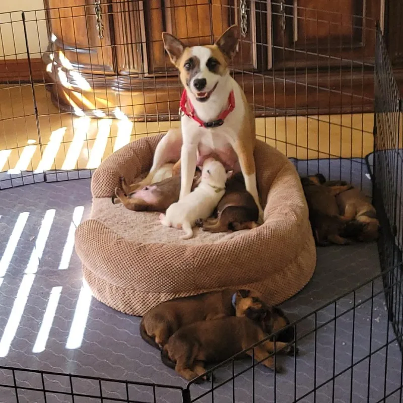 An adult medium-sized female Brown / Chocolate Labrador Retriever dog named Earth Day for adoption in Austin, TX