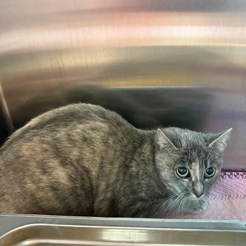 An adult medium-sized female Gray / Blue / Silver Domestic Short Hair cat named Shenandoah for adoption in Madisonville, TN