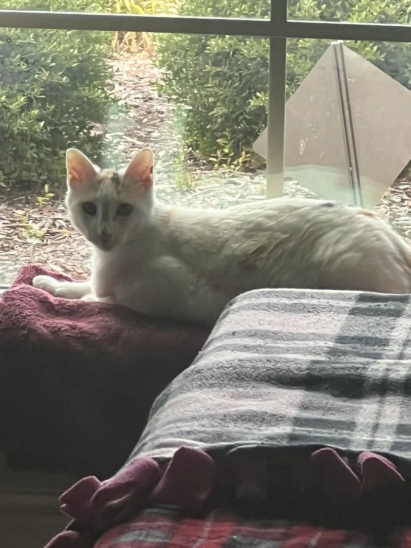 An adult medium-sized female White Domestic Short Hair cat named Coconut for adoption in Plano, TX