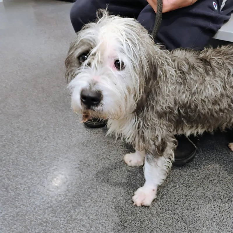 An adult medium-sized male Gray / Blue / Silver Mixed Breed dog named Didymus for adoption in Allentown, PA