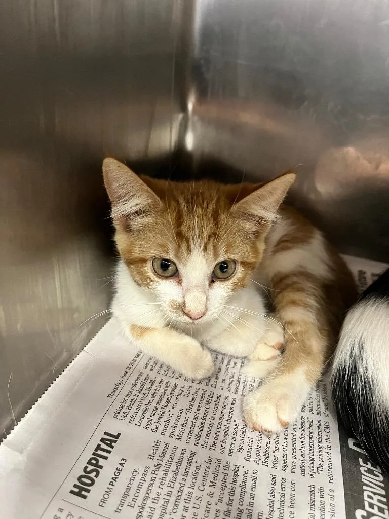 A baby medium-sized male Domestic Short Hair cat named Celeste for adoption in Hopkinsville, KY